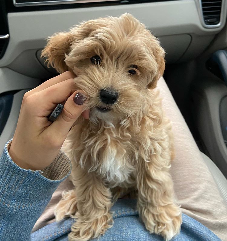 Dinomite🦖🧨 (@dinogodwhale) on Twitter photo 