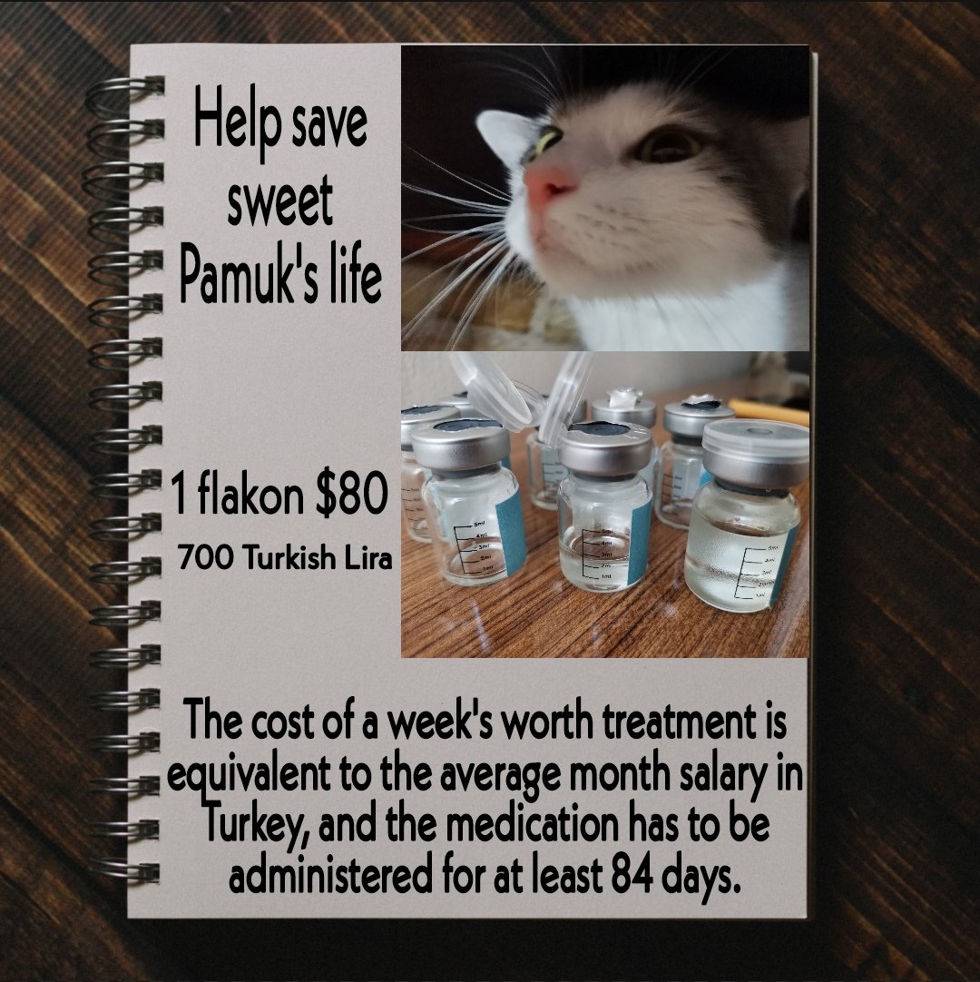 pamuknaz2020's tweet photo. The cost of a week's worth treatment is equivalent to the average month salary in Turkey, and the medication has to be administered for at least 84 days. 
#fipwarriors #CatsOfTwitter #fipcats #help #cats #fipwarriorgermany #english #turkey #fipfighting #savefipkitten #savefipcat https://t.co/6kWFlFyB9R
