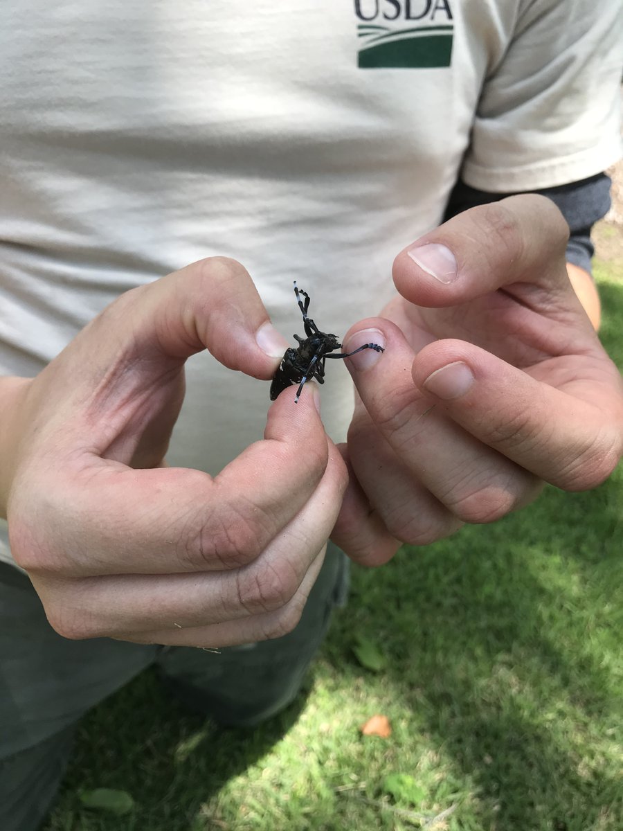 USDA_APHIS's tweet image. Experts say August is prime time to be on the lookout for a tree-killing insect invader from Asia, listen now usda.gov/media/radio/da… @StopALB, #ALB, #TreeCheckMonth