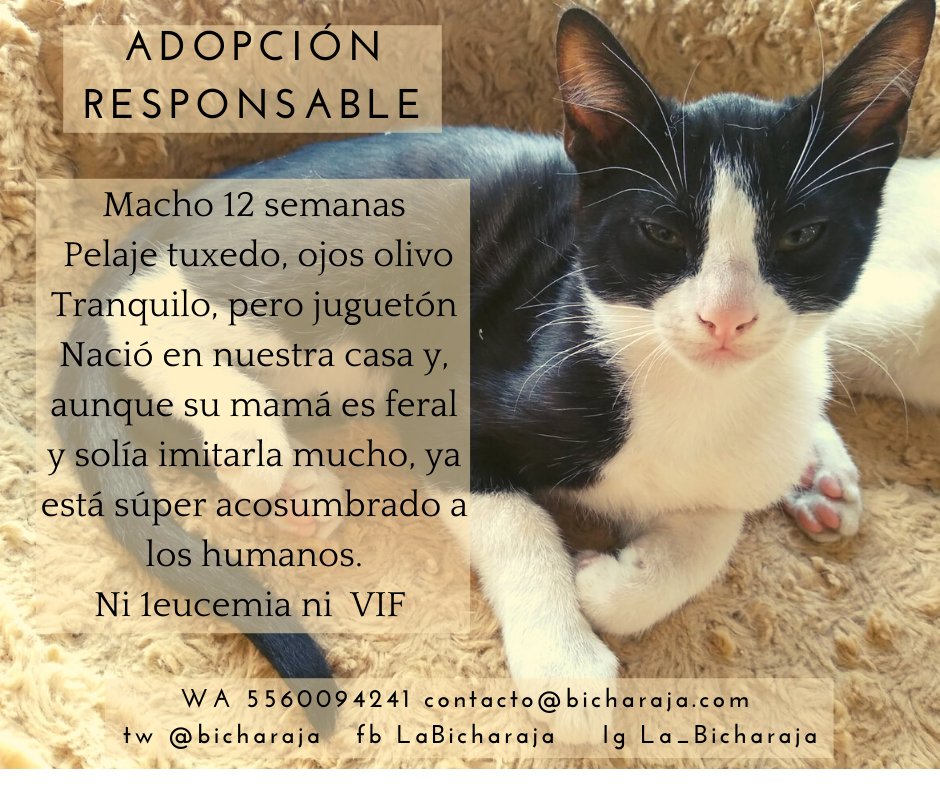 Bicharajes los bebés crecen rápido y se complica su adopción. Por otro lado nuestro cariño crece día a día y se vuelve más doloroso dejarlos ir. Por favor RT infinito 🙏  son unas bellezas de seres.