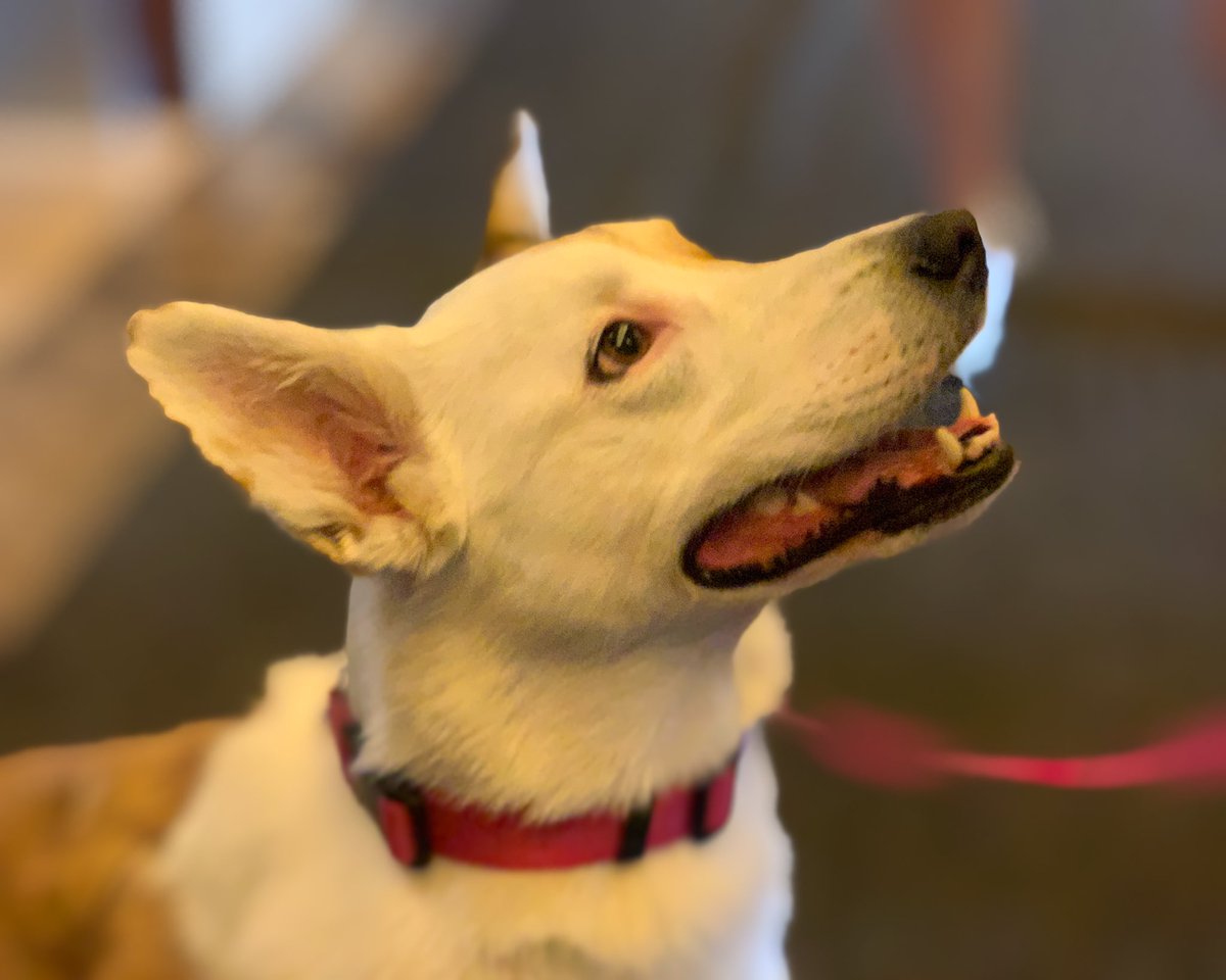 This good doggy may or not have a pirate eye patch on the other side. He doesn’t but I like to think there is. #lobbydogs