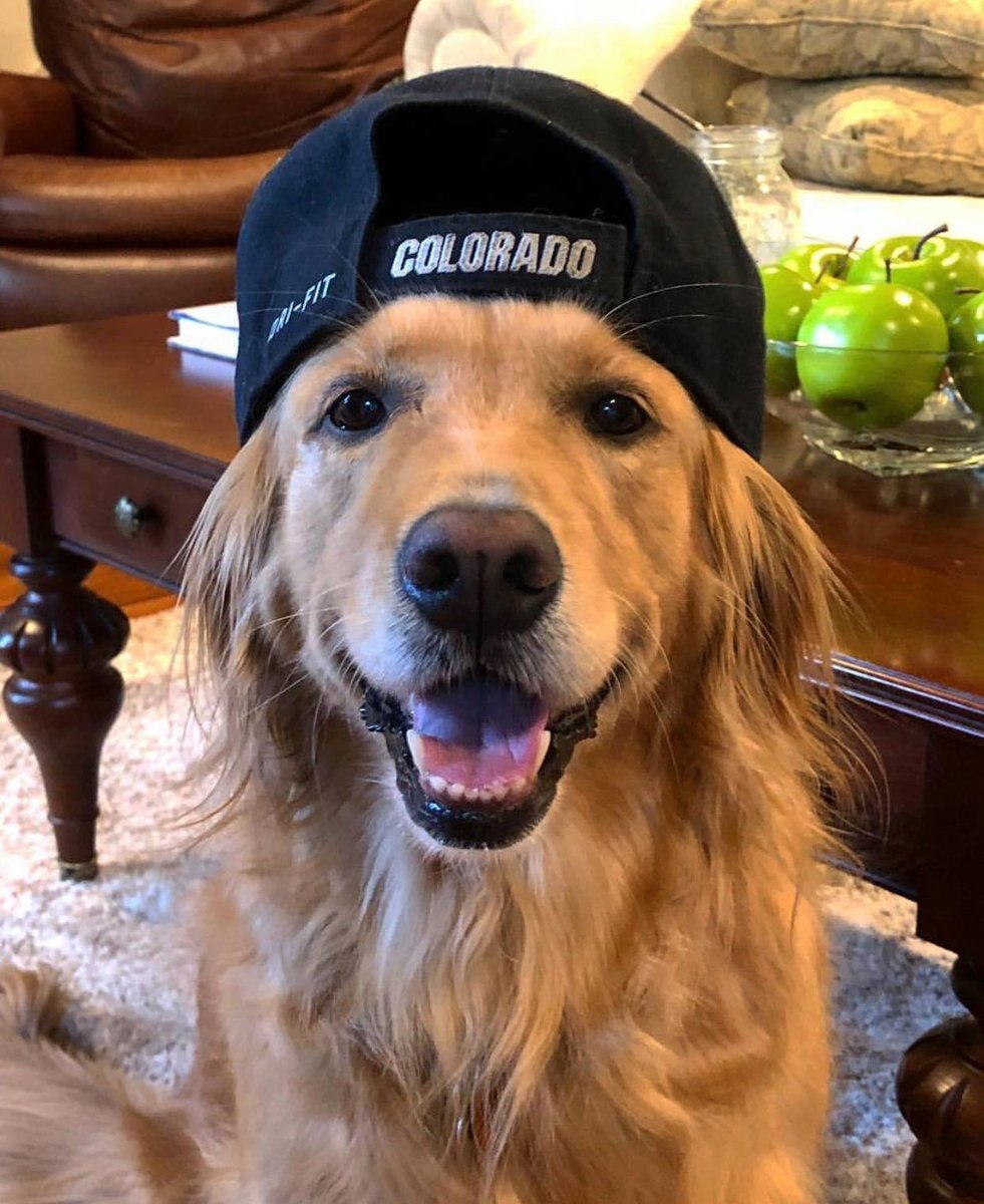 🌲 Lovetrees 🌲🦝🌲🐻🌲😷 tweet media