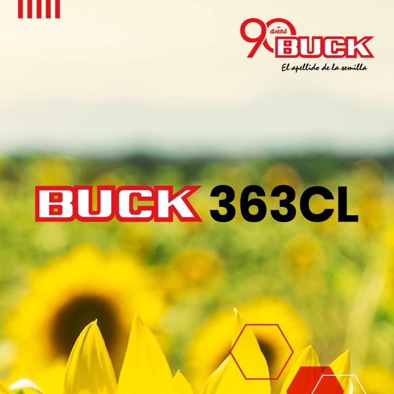 BuckSemillas's tweet photo. #Lunes de #GirasolBuck 👉 A la hora de producir, desde #BuckSemillas te acompañamos con dos híbridos de #Girasol 🌻 que están a la altura de los desafíos actuales.

.

Conocé #𝗕𝗨𝗖𝗞 𝟯𝟱𝟱𝗖𝗟 y 𝟯𝟲𝟯𝗖𝗟 👉

#ProgramaDeMejoramientoPropio #GenéticaPropia #GenéticaDePunta