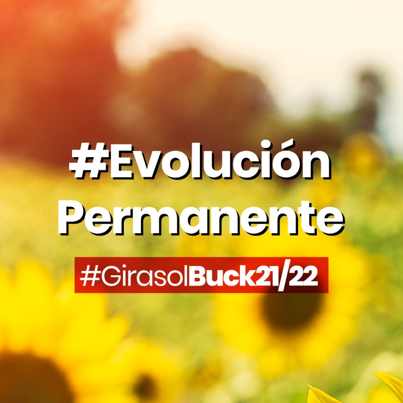 BuckSemillas's tweet photo. #Lunes de #GirasolBuck 👉 A la hora de producir, desde #BuckSemillas te acompañamos con dos híbridos de #Girasol 🌻 que están a la altura de los desafíos actuales.

.

Conocé #𝗕𝗨𝗖𝗞 𝟯𝟱𝟱𝗖𝗟 y 𝟯𝟲𝟯𝗖𝗟 👉

#ProgramaDeMejoramientoPropio #GenéticaPropia #GenéticaDePunta