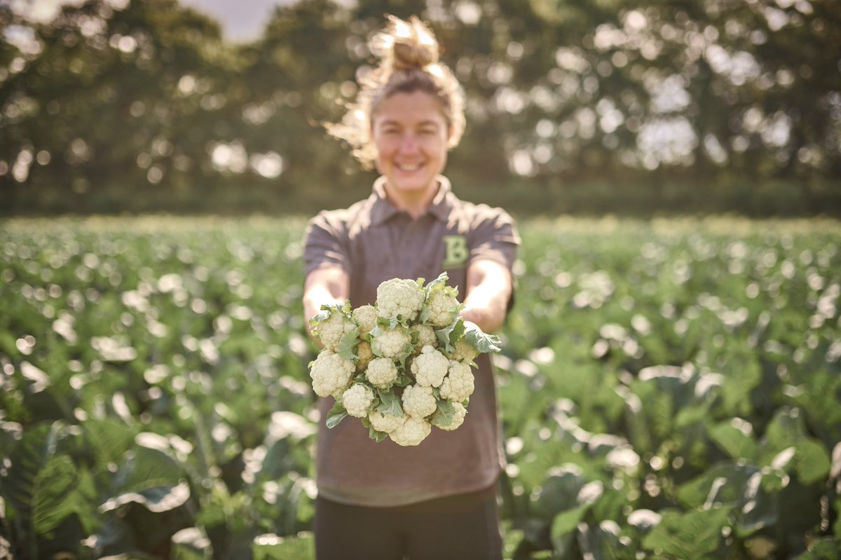 MindfulChefUK's tweet photo. CAULI-WHATS? Introducing #CauliShoots grown by our trusty supplier @BarfootsUK 🚜 a new variety of #Cauliflower with sweet nutty curds on succulent stems 😋It's a UK first 🇬🇧 &amp; we're chuffed to have them on your menu next week 👀 #MindfulChef #BritishFarming https://t.co/WdYA2z8iKf