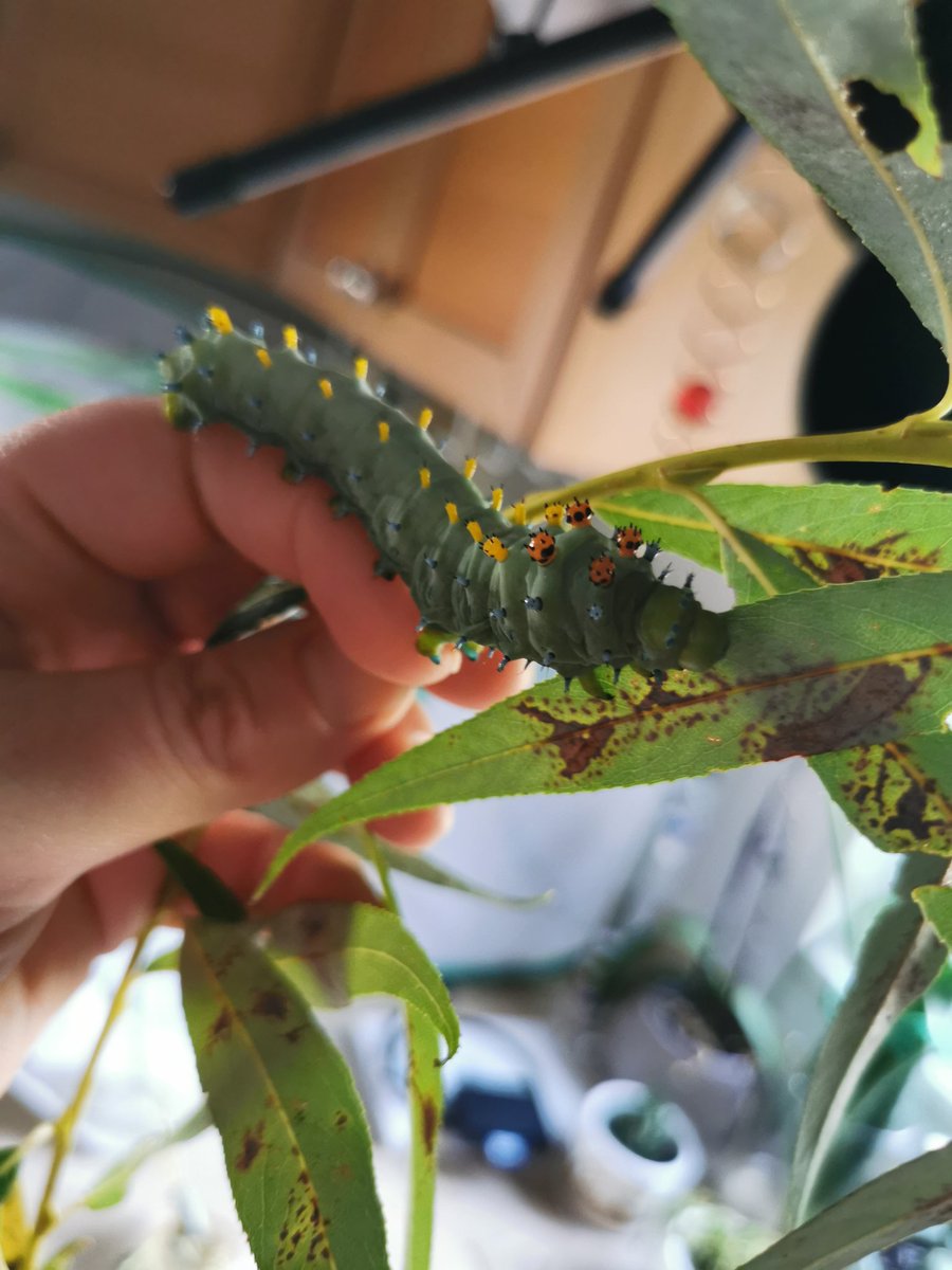 KayBeWx's tweet image. Super active chonkers today running all over me as I cleaned their enclosure. One fiesty one mistook my finger for fresh willow and I got nibbled lol their feet are just the coolest feeling things #cecropiacaterpillar #cecropiamoth #raisingmoths