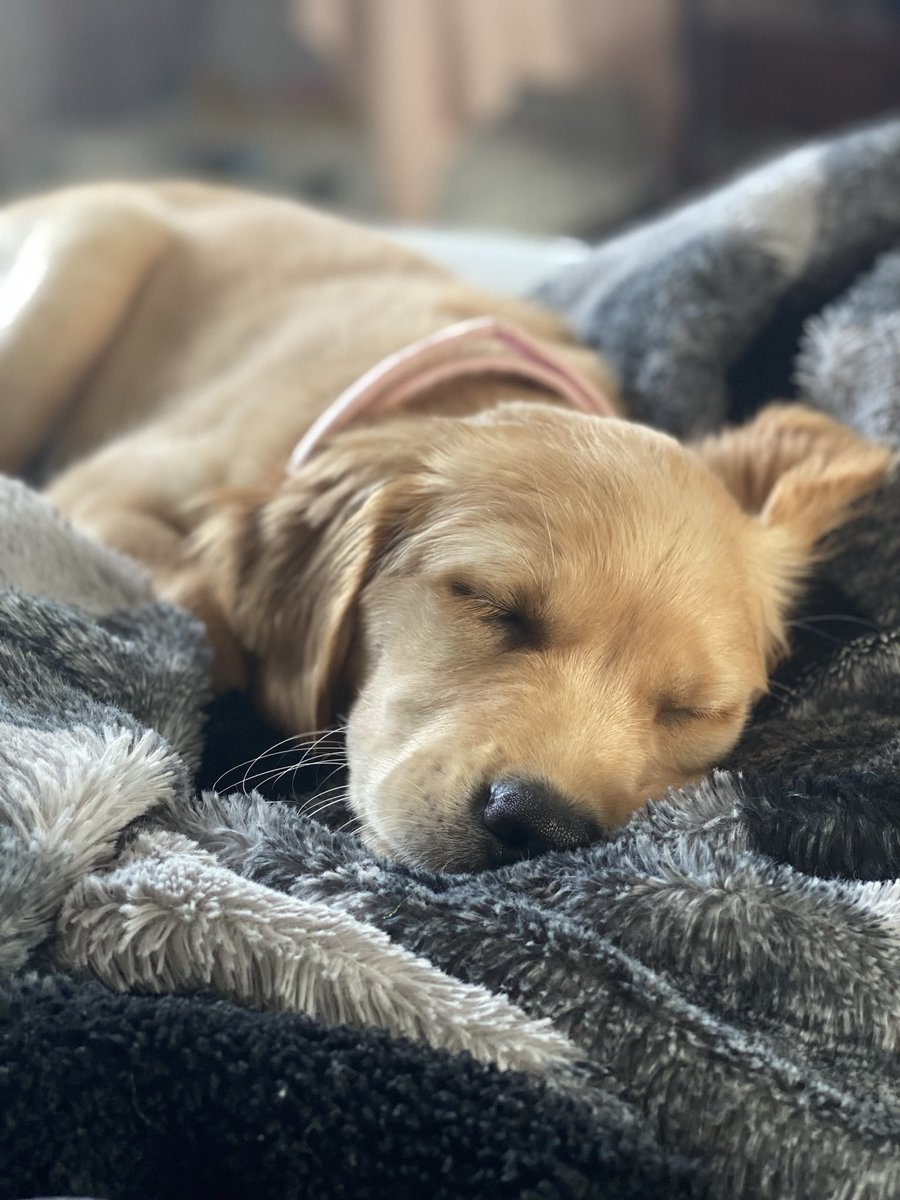_charlouise's tweet photo. I can’t believe you’re mine little pooch 🥰 https://t.co/y1whbVVNRO