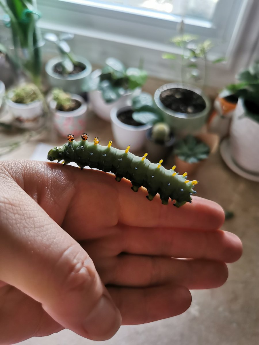 KayBeWx's tweet image. Super active chonkers today running all over me as I cleaned their enclosure. One fiesty one mistook my finger for fresh willow and I got nibbled lol their feet are just the coolest feeling things #cecropiacaterpillar #cecropiamoth #raisingmoths