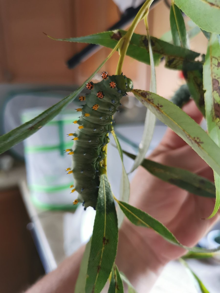 KayBeWx's tweet image. Super active chonkers today running all over me as I cleaned their enclosure. One fiesty one mistook my finger for fresh willow and I got nibbled lol their feet are just the coolest feeling things #cecropiacaterpillar #cecropiamoth #raisingmoths