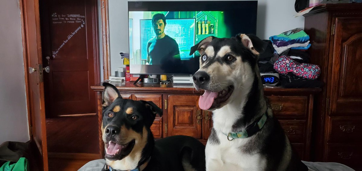 SongbirdHero's tweet photo. 🐻: Happy munday except its my dogs lmao— I’m on vacation rn and this is what our pet sitter sent us I miss themmm ) https://t.co/NWlyWe7jRF