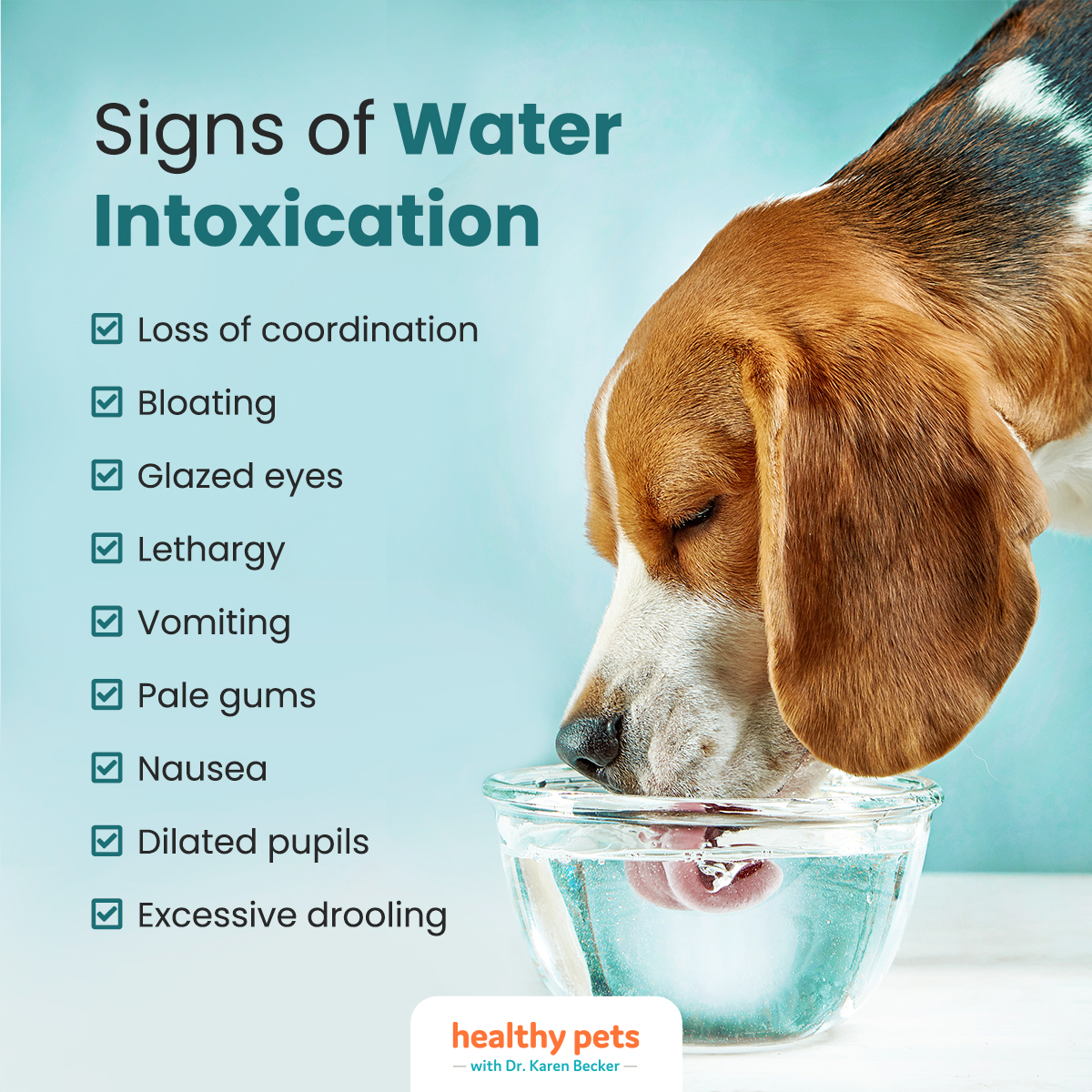 Water Intoxication in Dogs: Can Dogs Drink Too Much Water?