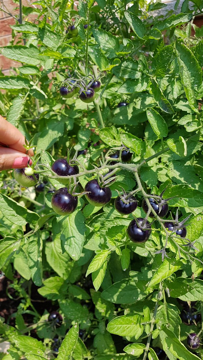 RobinaSood's tweet photo. Did you participate in the @CityBrampton Backyard Garden Program this year?

🍅 I did, and then also planted my own seeds. Including this unique black cherry tomato variety that @DougWhillans reassured were safe - and sweet - to eat. 🍅

Nature truly is a beauty! #backyardgarden https://t.co/I3cd4f8Rb4