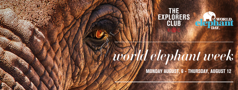 ExplorersClub's tweet photo. #WorldElephantWeek🐘, presented by @wrldelephantday, launches tonight at 7PM EDT. Join us for an intro, presentations on African and Asian elephants, a panel discussion, and a live Q&amp;A with the virtual audience. 
👉 https://t.co/UbWFWJxj2C

#ExploreElephants #WorldElephantDay https://t.co/gKaiOG3cCM