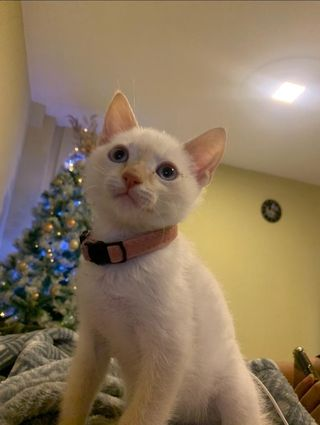 Mildred14712797's tweet photo. #El8deAgosto día internacional del gato, esta fue la fecha escogida por el Foro Internacional para el Bienestar Animal para conmemorar a todos los felinos del 🌎 https://t.co/BI2KqEONl4