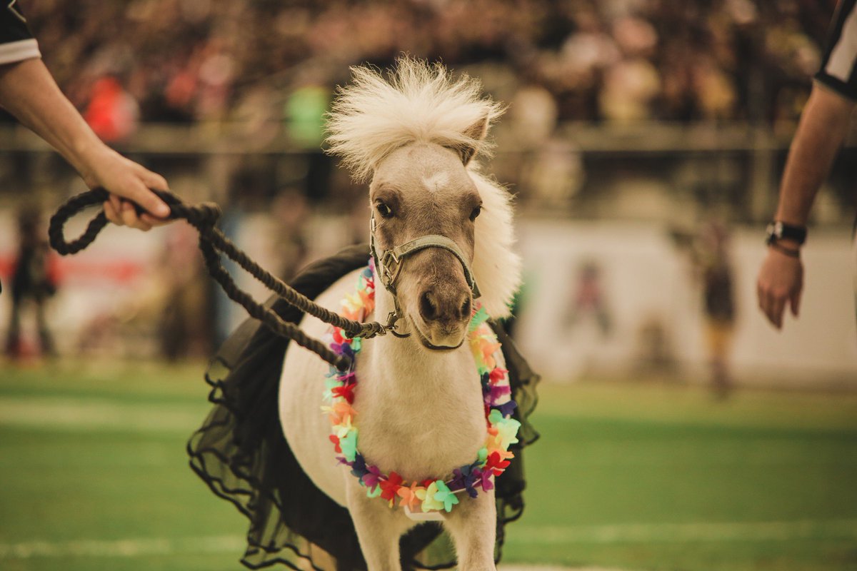 It me. Henlo <a href="/Hula_Bowl/">Hula Bowl</a> have your hoomans call my hooman.