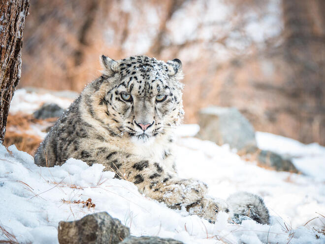 More than 70% of snow leopard habitat remains unexplored

hubs.ly/H0Nwg1D0

#maropostcares #wildlife #leopard