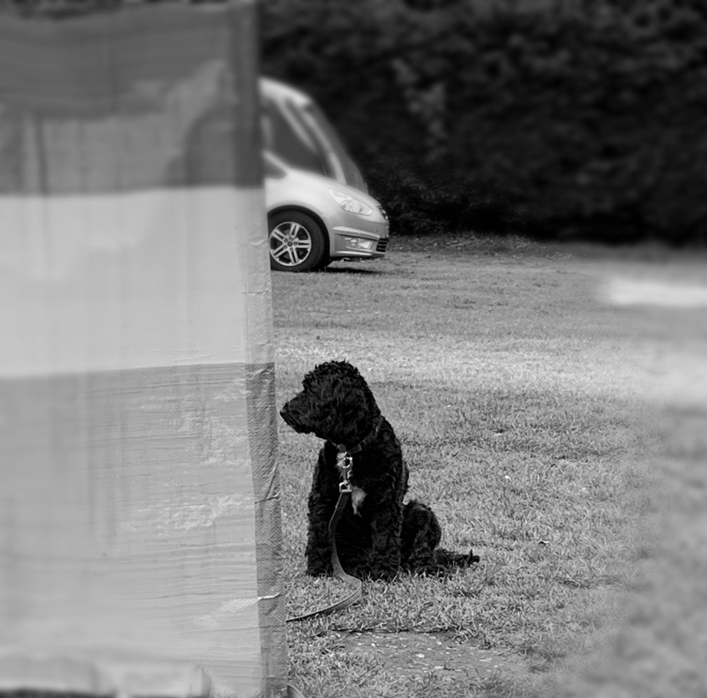 BrambleTherapyDog tweet media