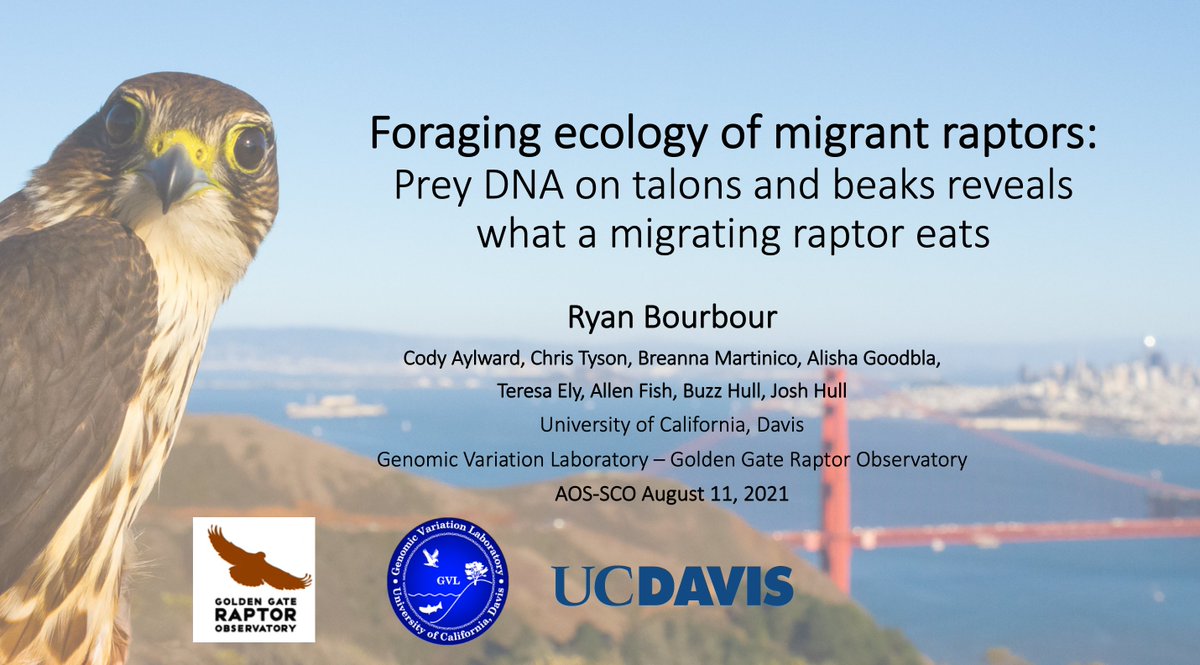 talonDNA's tweet image. Catch a talk on the &quot;Foraging ecology of migrant raptors&quot; at #2021AOS_SCO in the &apos;Migration and stopover 2&apos; session @ 10:00am (Eastern)/bright &amp;amp; early 7:00am (Pacific)!