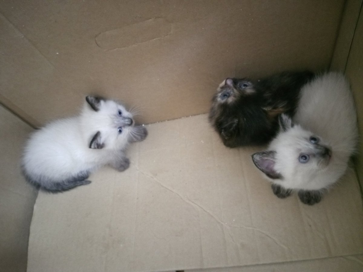 reme_roman's tweet photo. ⚠️Una gata ha parecido en mi casa con estas tres preciosidades (2 hembras y un siamés macho) y buscan un hogar⚠️
Tienen sobre un mes, aún maman pero también comen. Son muy buenos😻

📌Sierra de Cádiz y alrededores.
📩Tengo los dms abiertos. https://t.co/VweeomZTWl