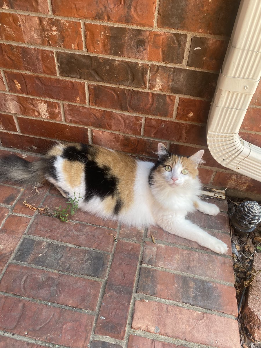 MathwithMeech's tweet photo. We missed you Parker!! But I’m really pretty kitty greeted us! #HMSHomeVisits2021 https://t.co/4qpO1pkOOx