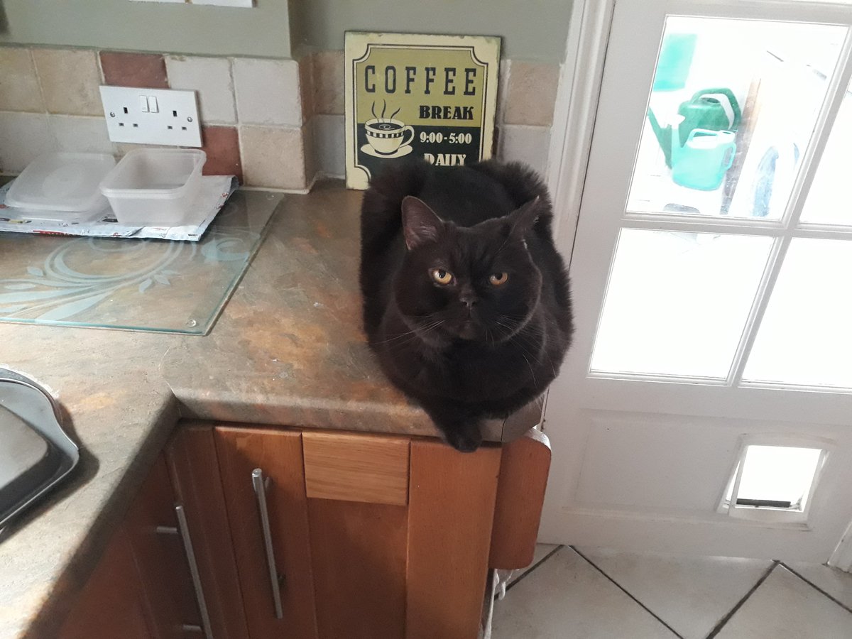 Jas the Cat tweet media