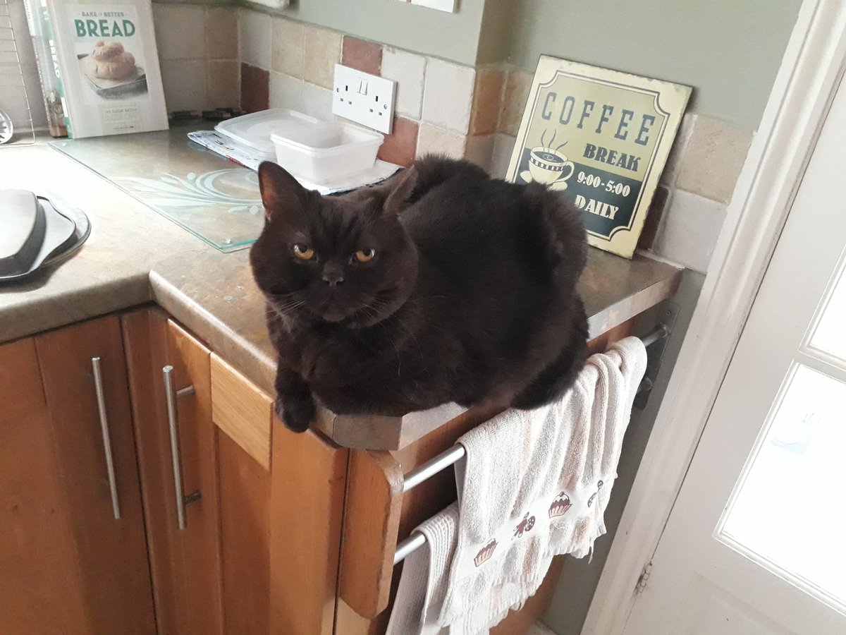 Jas the Cat tweet media
