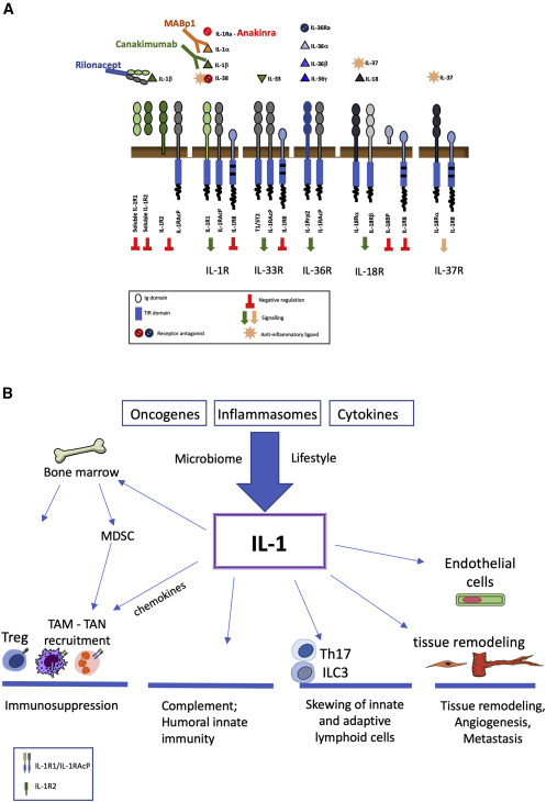 Cancer_Cell's tweet photo. Interleukin-1 in tumor progression, therapy, and prevention https://t.co/fmyacv6ipY https://t.co/rR71axyAU5