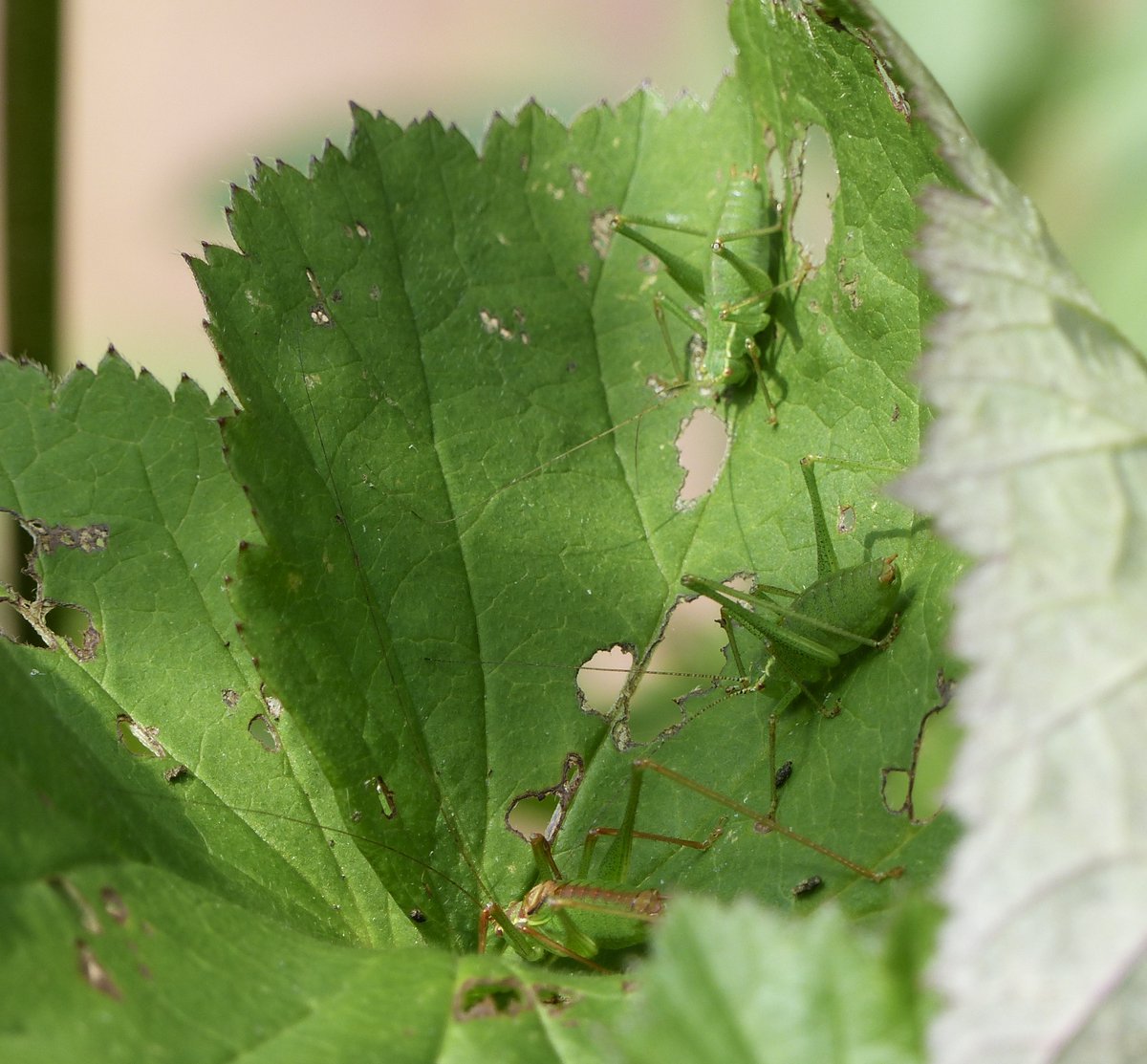 Three Speckled-bush Crickets discussing the #IPCCReport2021 because: "If all mankind were to disappear, the world would regenerate back to the rich state of equilibrium that existed 10,000 years ago. If insects were to vanish, the environment would collapse into chaos." EO Wilson
