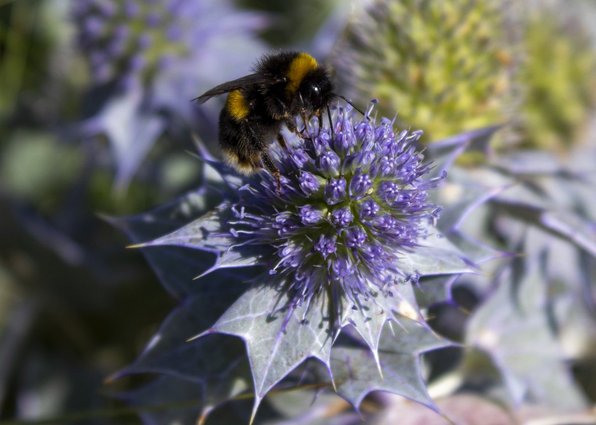 Did you know Sea Holly is the only blue flower on Irish coasts? 
(source: mywildireland.ie/product/sea-ho…) Spotted this little guy having a feast on some along the coastal path at Carne  #wexfordwalkingtrails #wexford #bestfortrails wexfordwalkingtrail.ie