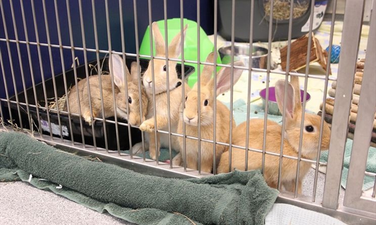 Abandoned Rabbits (@Abandoned_Rbts) / Posts / X
