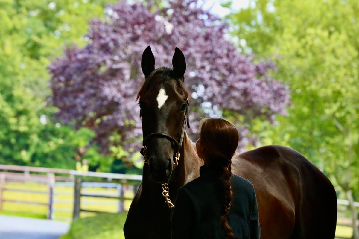 HarasOmbreville's tweet photo. Only 2️⃣days to go🔜@InfoArqana ✨Yard B✨Don’t miss our draft, you’ll meet your star✨
#Kingman #Siyouni #Woottonbassett #MoreThanReady #Almanzor #Dabirsim #Detreville #Seahbac
@JuddmonteFarms @AgaKhanStuds @Haras_d_Etreham @WinStarFarm @coolmorestud @Harasdegrandcam @sumbe_fr https://t.co/uiAm58yMgo