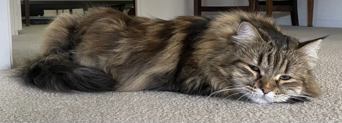 Olive73522939's tweet image. Low loaf Monday! Is that a naan or a pita or even a delicious olive focaccia loaf? Hehe! I am funny today. Anyway happy #kittyloafmonday and have a great start to your week my lovely furriends! 

#Olive🫒 #olivebread #CatsOfTwitter #CatsOnTwitter #cats #kitty #MondayMotivation