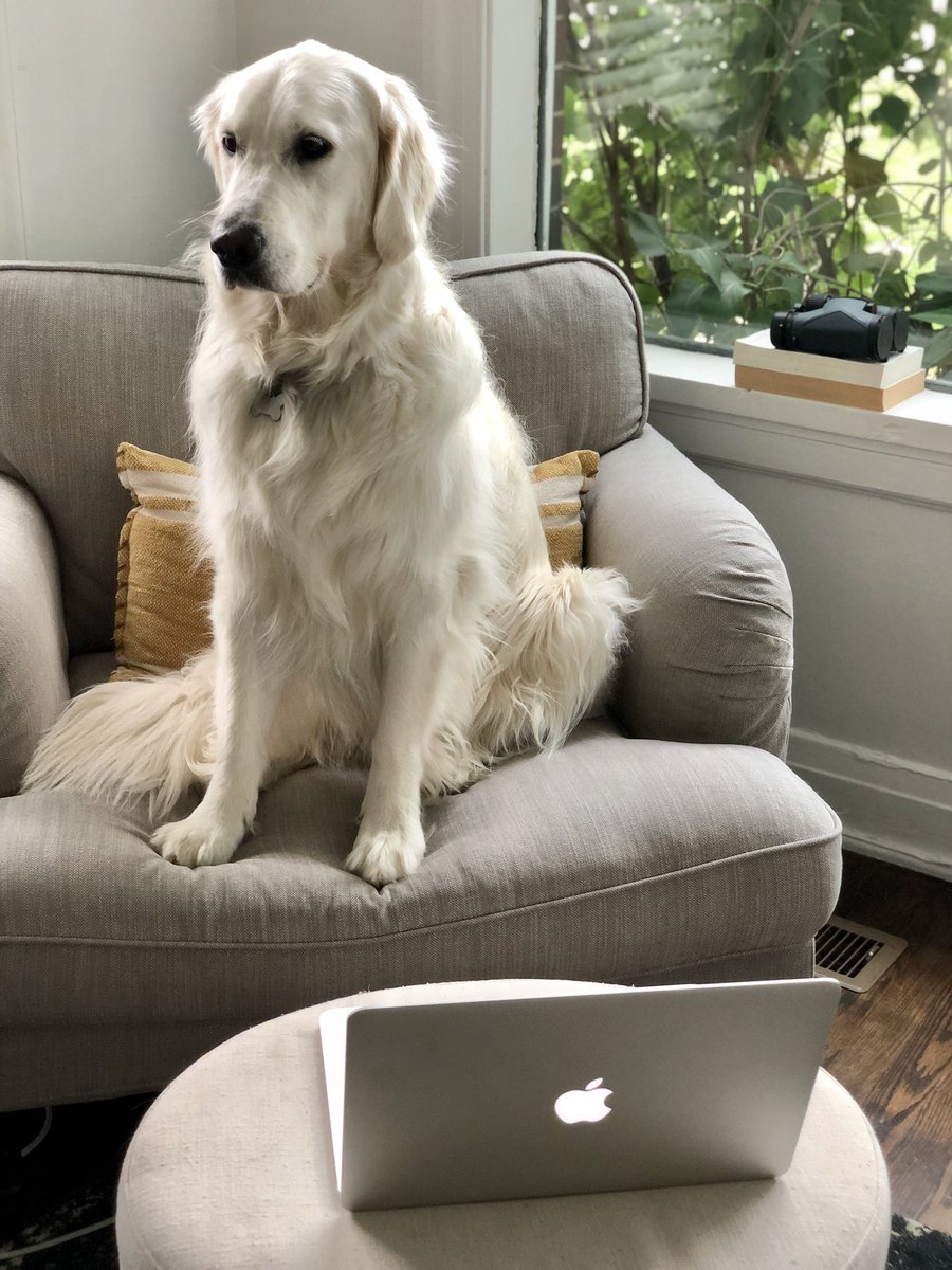 chip_rotolo's tweet image. The #ASA2021 conference is virtual this year, and I’m still fighting for a seat.