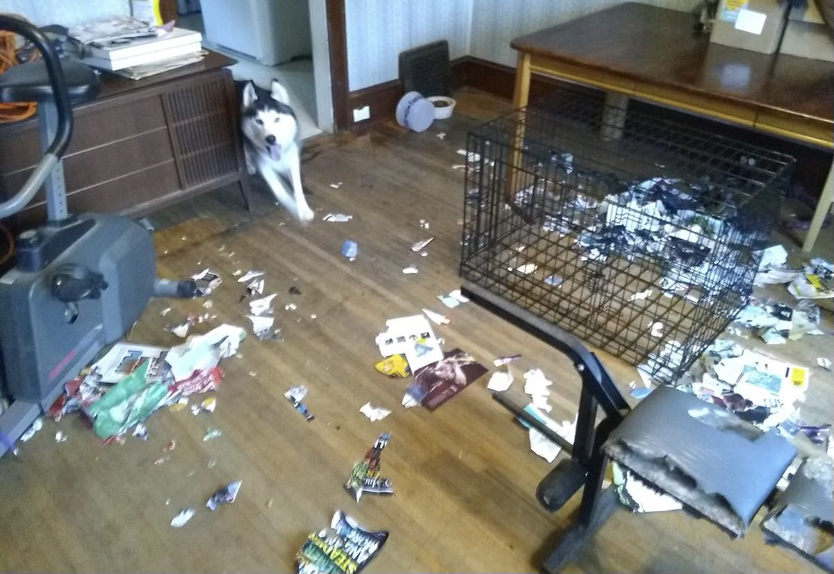 jasmineflowers8's tweet photo. Get a husky they said, it’ll be fun they said https://t.co/nGgo7MFThe
