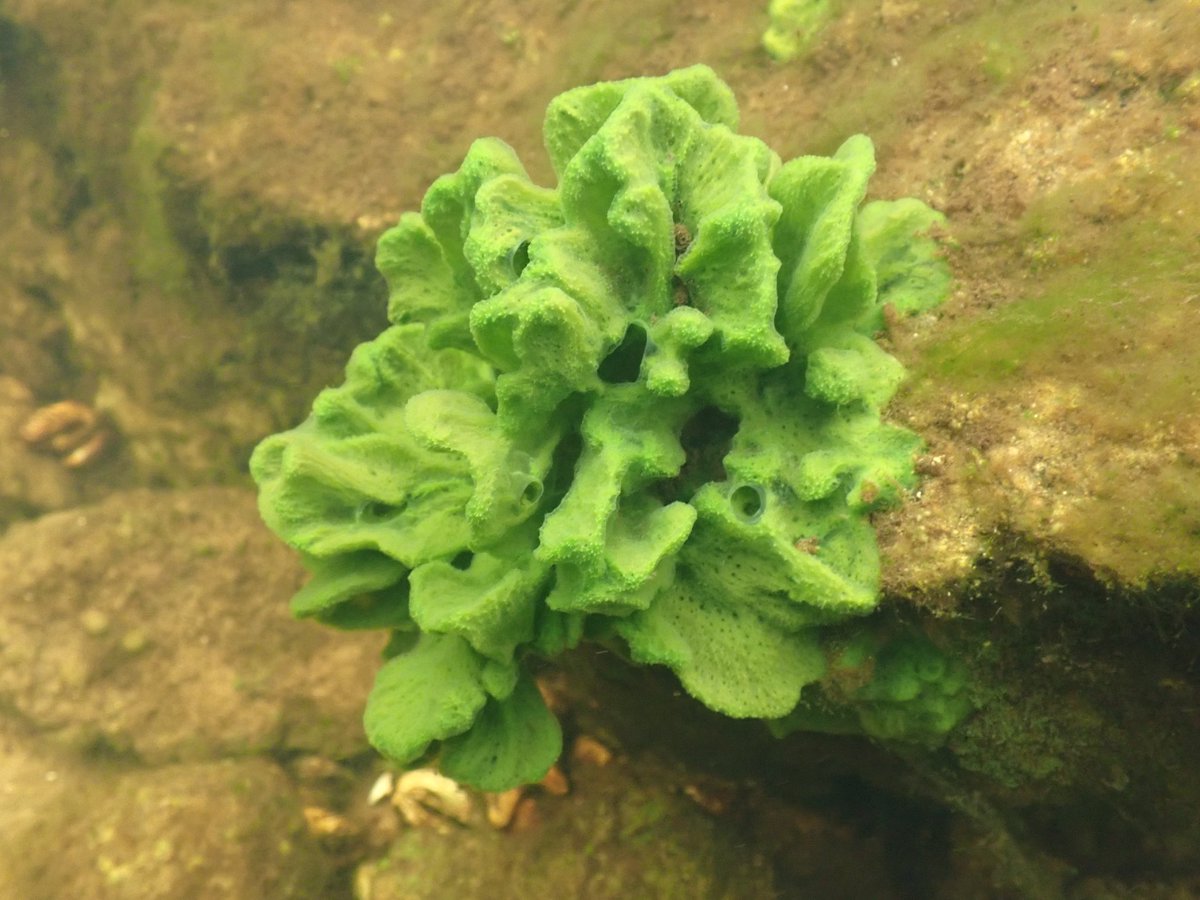 MalTheSpongeGal's tweet photo. A few of my favorite sponges from yesterday's trip 🙂 https://t.co/PoesEqI48b