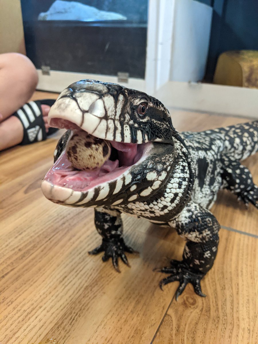 Curious_C_LLC's tweet photo. Nom nom nom..
.
.
.
#tegu #lizard #reptiles #reptileshop #reptilestore #lizards #largelizard #blackabdwhitetegu #quailegg https://t.co/17Kzz7sI3l