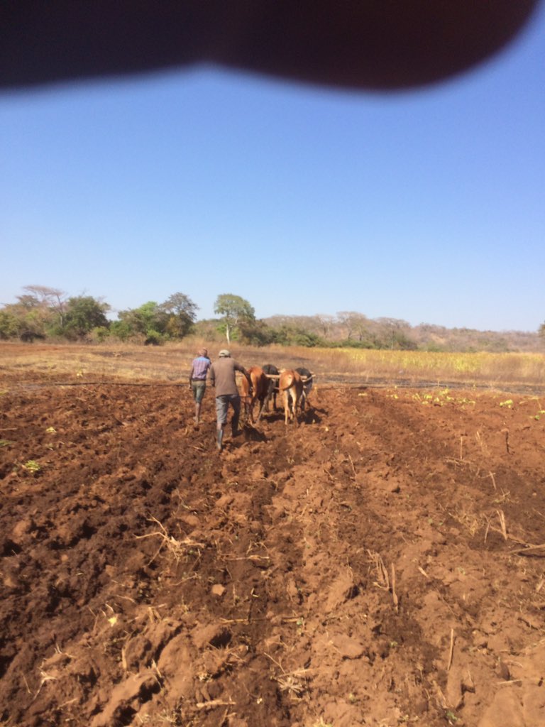 Zvinhu zvese zvine mavambo