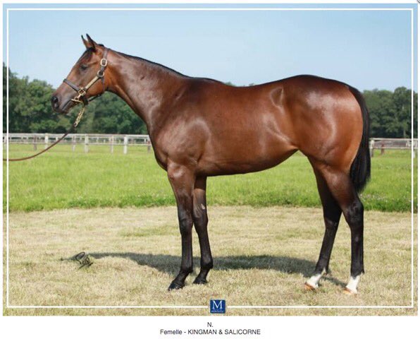HarasMontaigu's tweet photo. RDV mercredi cour B
@InfoArqana 

Lot 20, 1/2 soeur de Baby Rider x #Cracksman

Lot 93, fille de #Kingman, petite fille de Soignée 

Lot 120, 1/2 soeur de #WingsOf🦅 x #Galileo

Lot 144, fils de Bébé d’Amour x #SeaTheStars https://t.co/oqQkBODf1F