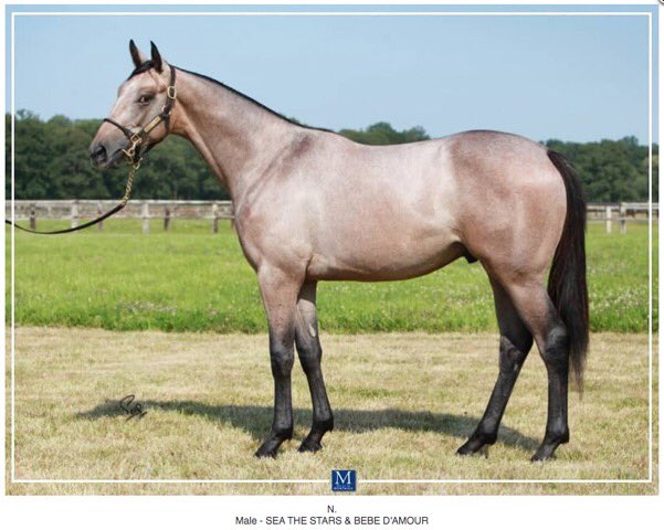 HarasMontaigu's tweet photo. RDV mercredi cour B
@InfoArqana 

Lot 20, 1/2 soeur de Baby Rider x #Cracksman

Lot 93, fille de #Kingman, petite fille de Soignée 

Lot 120, 1/2 soeur de #WingsOf🦅 x #Galileo

Lot 144, fils de Bébé d’Amour x #SeaTheStars https://t.co/oqQkBODf1F