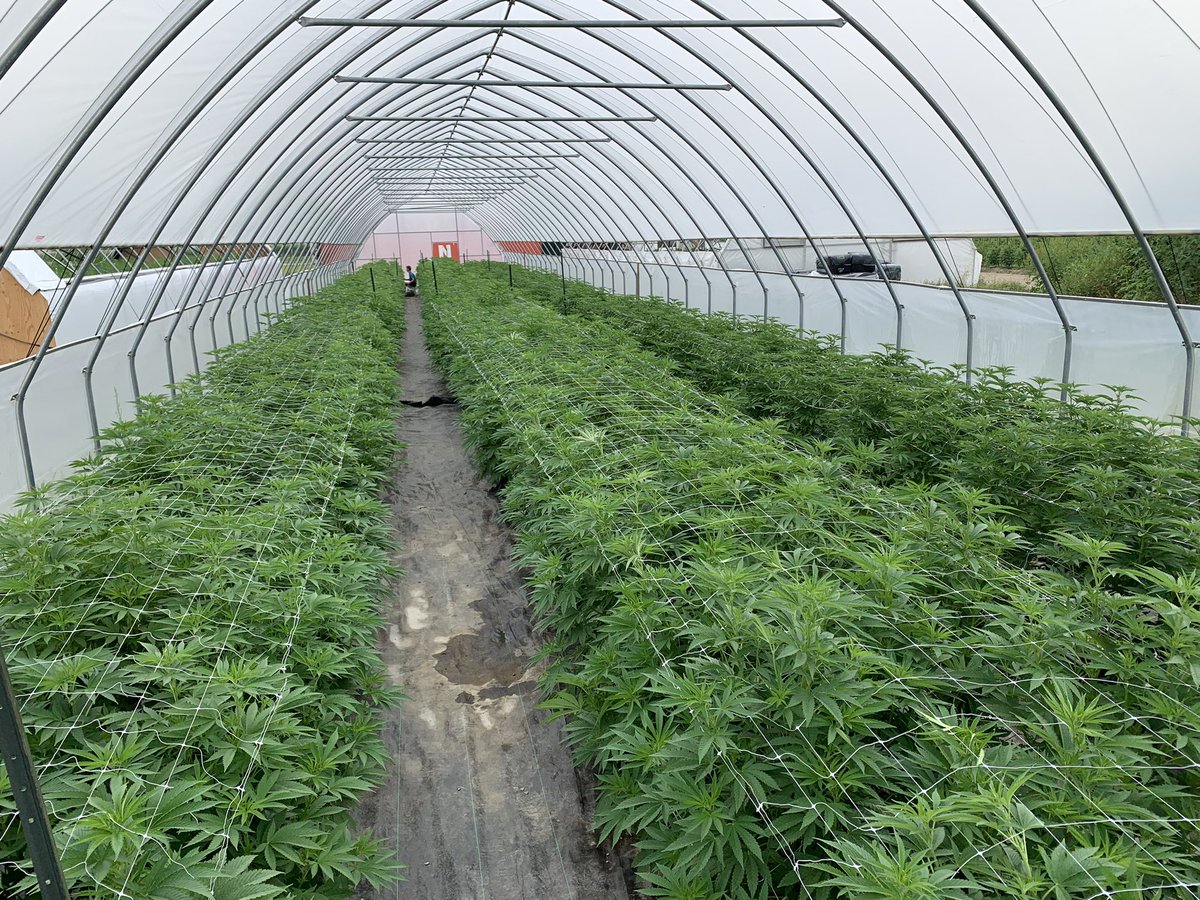 7farmsdown's tweet image. #phenohunt Late seed starts. Booming with vigour. Later transition with seeds versus clones on same genetic line. Looking like they are just starting to go. More or less treating this like an indoor grow, deleafing and training. #hardtopick #beastlygirls