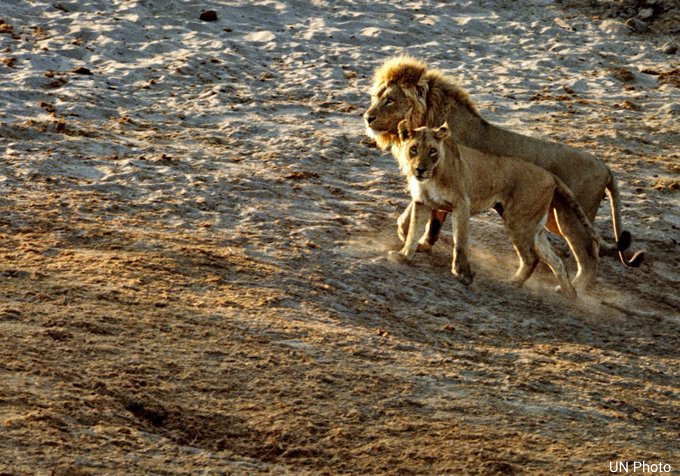 UN's tweet photo. Less than a century ago, there were more than 200k lions in Africa. Today, there are only about 20k left.  

Habitat loss, poaching &amp; illegal trade are some of the major threats 🦁🦁 face. 

On Tuesday's #WorldLionDay, see how YOU can help protect them: https://t.co/fGSBGeBjgJ https://t.co/tATfNiTBOV