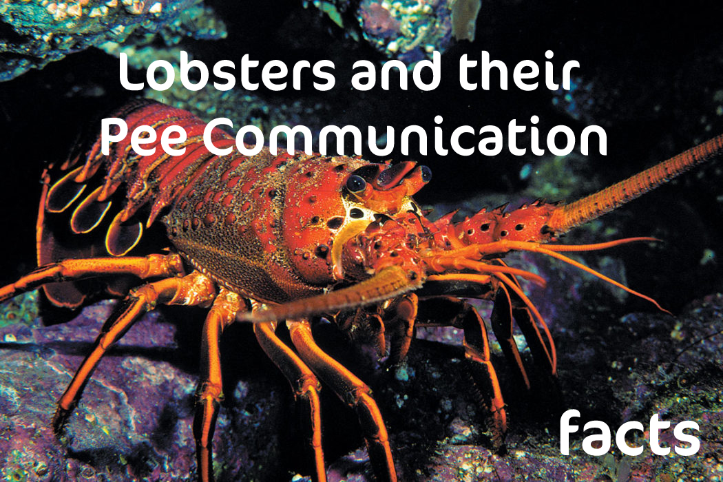 ownyplanet's tweet photo. #lobsters #oceananimals #facts #animalfacts https://t.co/FYEFTYKVhL
