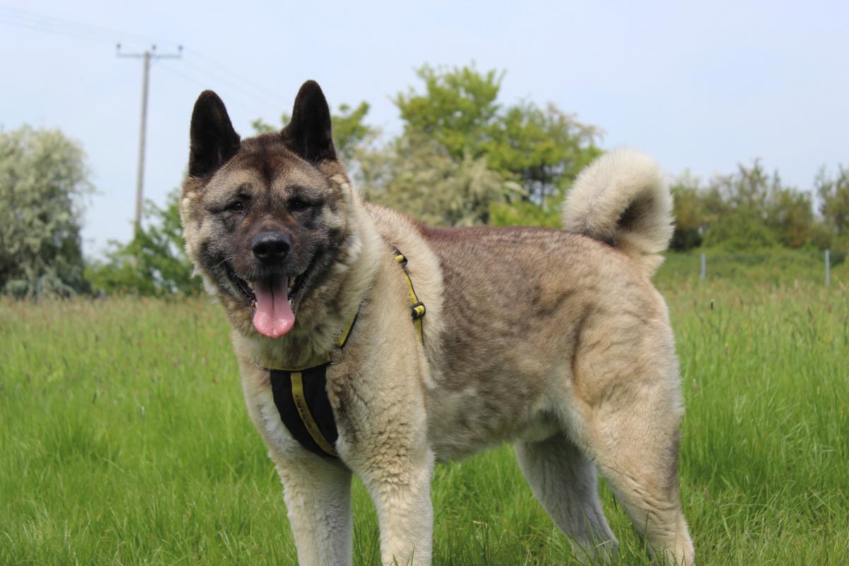 Please retweet to help Paddy find a home #SHROPSHIRE #England 

#Akita aged 8, he's housetrained, looking for an adult home as the only pet, loves to play and snooze. He has some medical needs.

DETAILS or APPLY 👇
dogstrust.org.uk/rehoming/dogs/…
#dogs #pets #animals  #AdoptDontShop