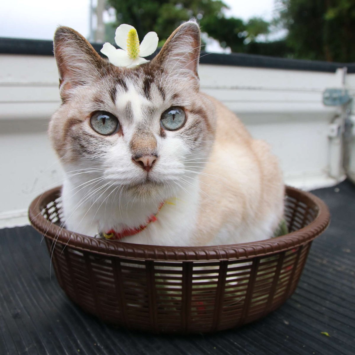 かご猫