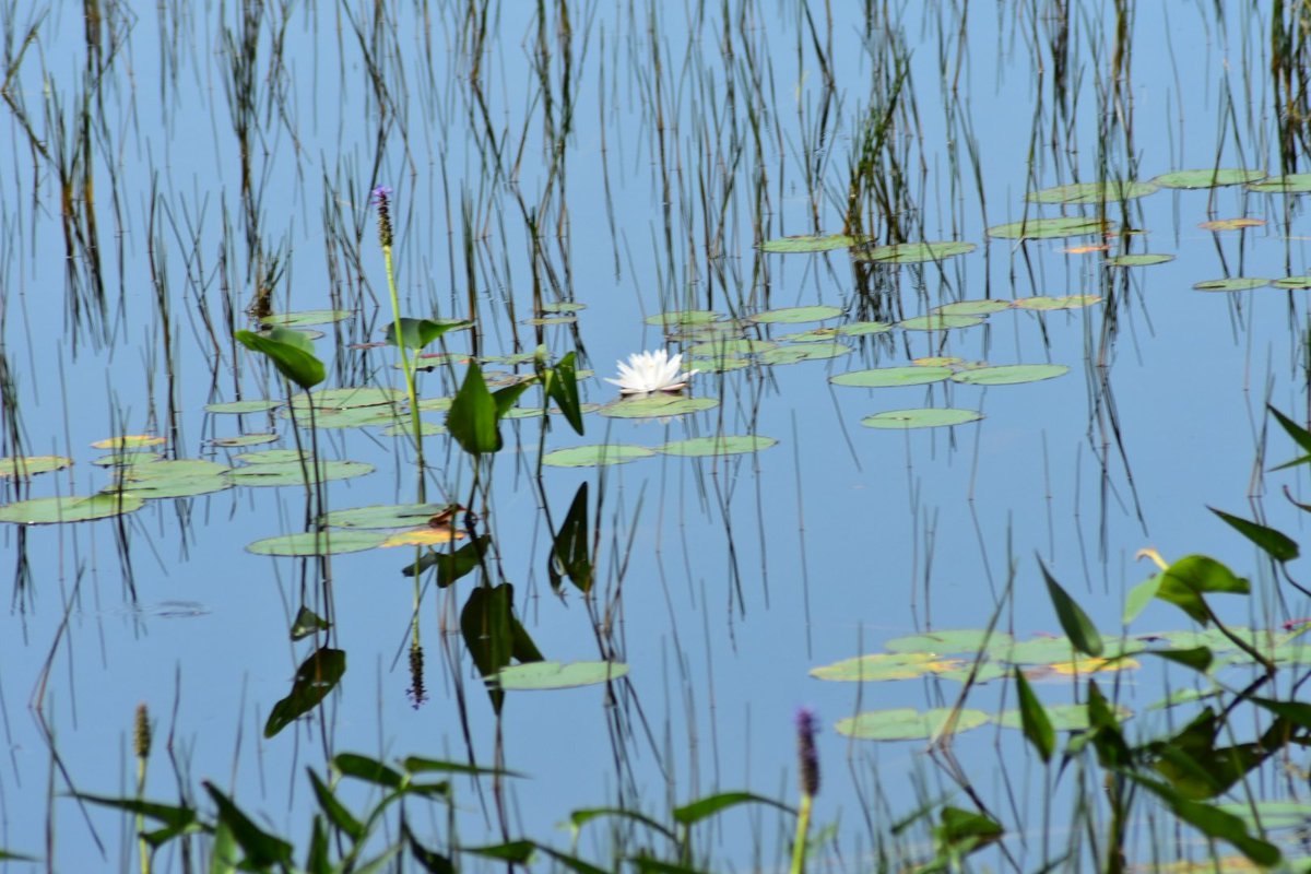 DaveAtCOGS's tweet photo. Went on a 90-min hike around #FirstLake near #AnnapolisRoyal, #NovaScotia this AM. Can anyone (mayhaps @markmccaughrean) ID the #dragonfly in pics 1 & 2? … 1/2 https://t.co/lD45C7F1NR