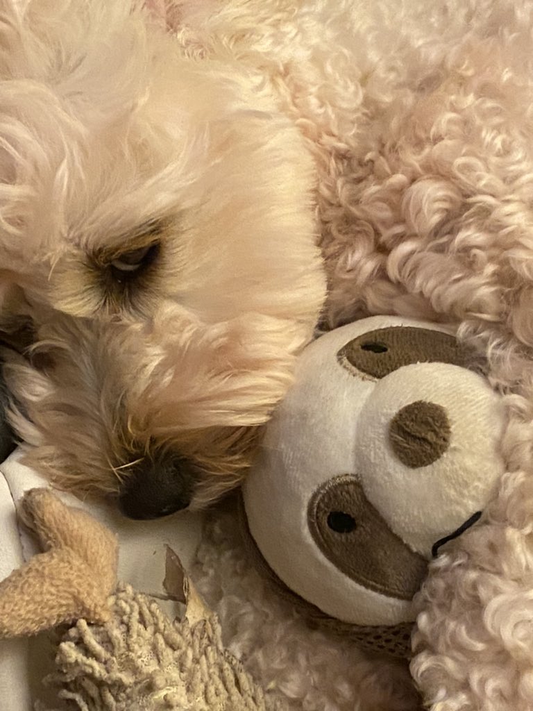 TobyHinson's tweet photo. Our gorgeous girl #meilitgecavapoochon ❤️❤️ https://t.co/Q2sdLzv2QK