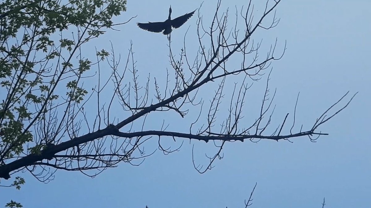 Marci1Anna's tweet photo. I have posted photo's of our Great Blue Heron on the Mississippi River.  We also have #LittleBlueHeron 
💙 https://t.co/Wf4CPLYgCx