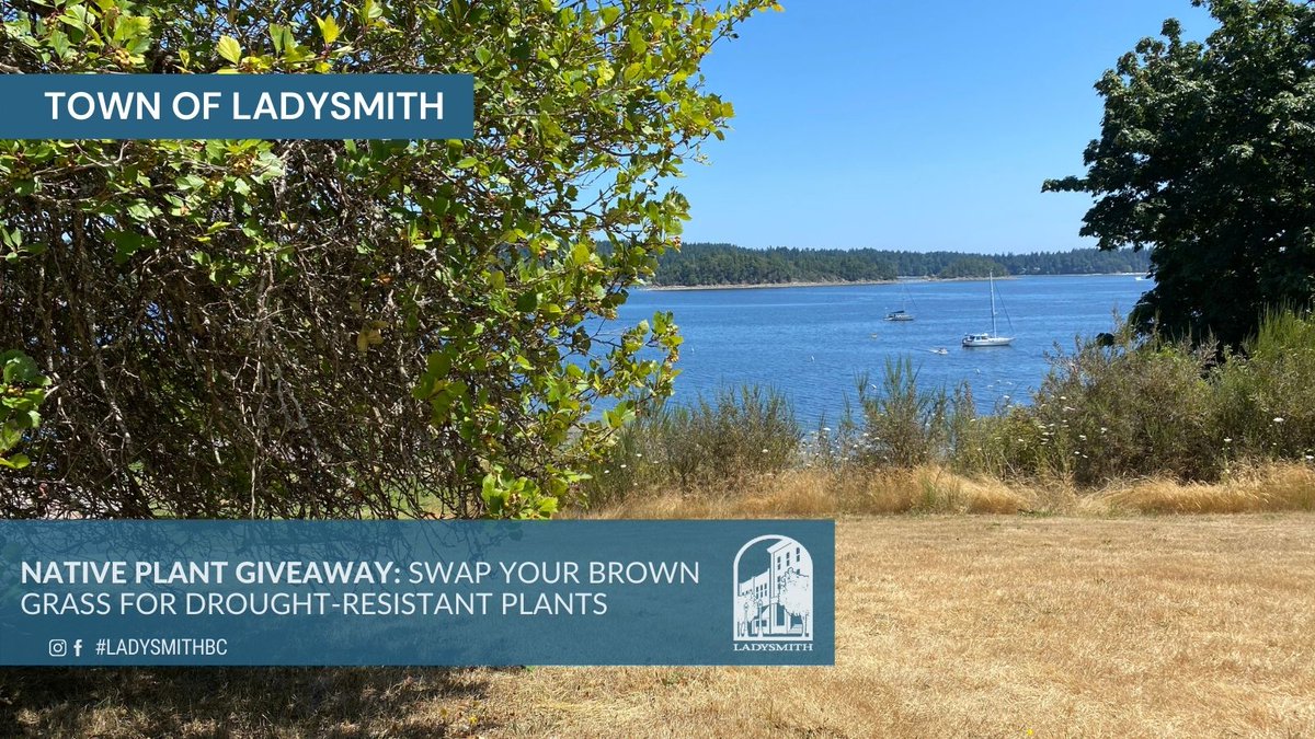 Protect our watershed, and begin transitioning to drought-resistant lawn alternatives! Join us at the native plant giveaway on Wed., Aug. 18th from 2-6pm, in front of Infrastructure Services. There will be a variety of plants native to Vancouver Island, so come grab yours!