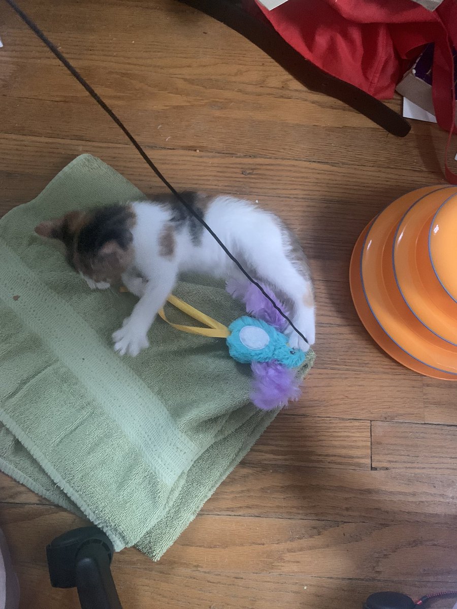 therealdashdude's tweet photo. i have named her Peach https://t.co/tXvOkgHexm