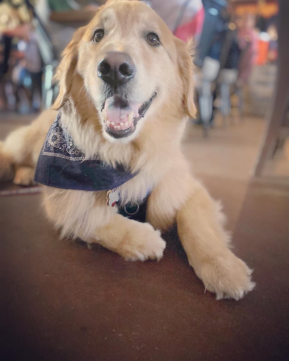 lisamckale's tweet photo. The boys 🐶 first run @widespreadpanichq #asheville. Good to be back JB… kiss the mountain air we breathe 🐶🍺🎸 #pursepretzel #ashevillepanic #widespreadpanic https://t.co/V7PCtIuncE